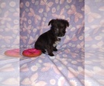 Small #2 YorkiePoo