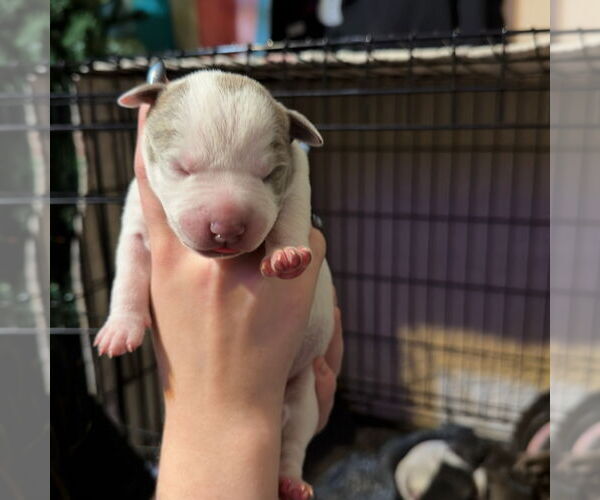 Medium Photo #1 Bullypit Puppy For Sale in Blairsville, GA, USA