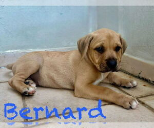 Labrador Retriever-Unknown Mix Dogs for adoption in Jefferson, NJ, USA