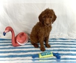Puppy Callie Poodle (Standard)