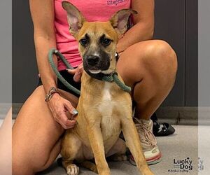 Mutt Dogs for adoption in Washington, DC, USA