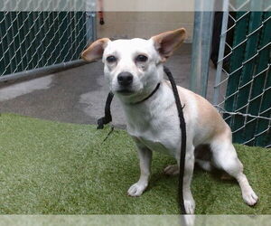 Chihuahua Dogs for adoption in Downey, CA, USA