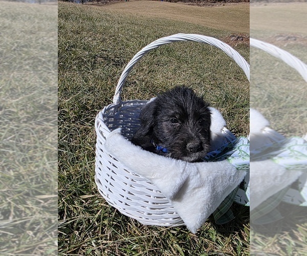 Medium Photo #2 Anatolian Shepherd-Sheepadoodle Mix Puppy For Sale in ALEXANDER, NC, USA