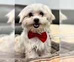 Small #2 Maltese Mix