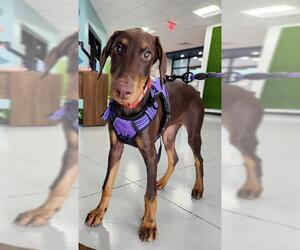 Doberman Pinscher Dogs for adoption in Temple, TX, USA