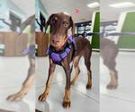 Small Doberman Pinscher