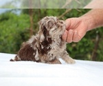 Small #6 ShihPoo