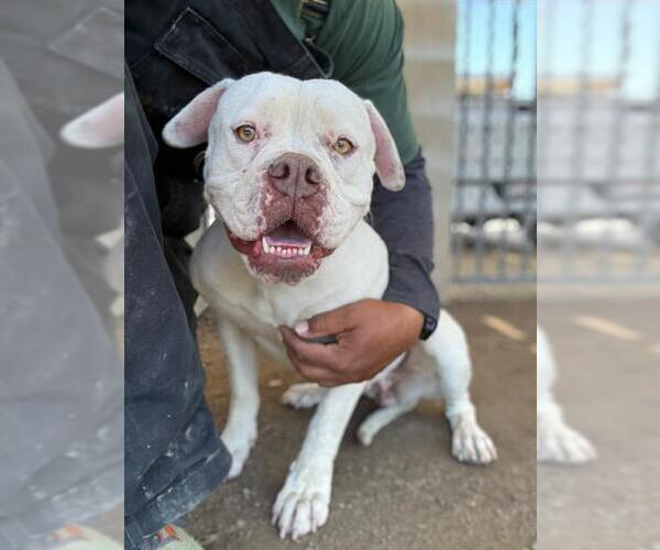 Medium Photo #2 American Bulldog Puppy For Sale in Riverside, CA, USA