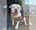 Small #1 American Bulldog