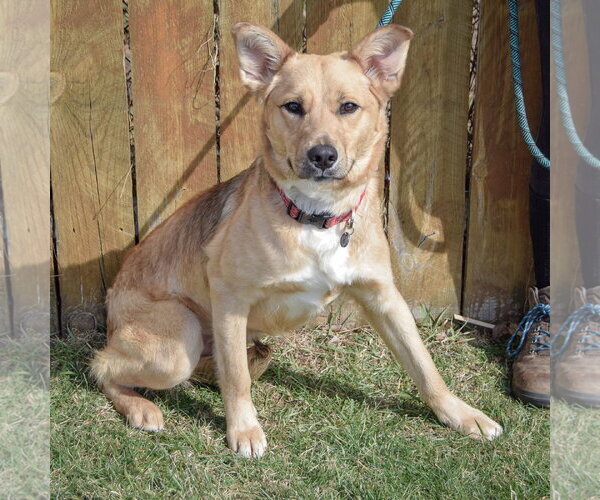 Medium Photo #2 Collie-German Shorthaired Pointer Mix Puppy For Sale in Huntley, IL, USA