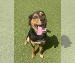 Small #1 Rottweiler-Siberian Husky Mix