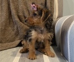Small #4 Yorkshire Terrier