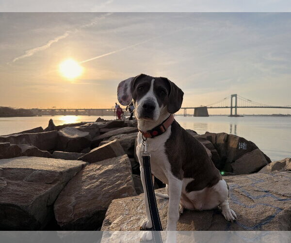 Medium Photo #1 Beagle-Unknown Mix Puppy For Sale in Westwood, NJ, USA