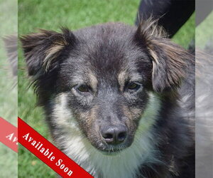 Pomeranian-Unknown Mix Dogs for adoption in Huntley, IL, USA