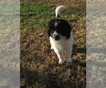 Small Photo #15 Newfoundland Puppy For Sale in MECHANICSVILLE, MD, USA