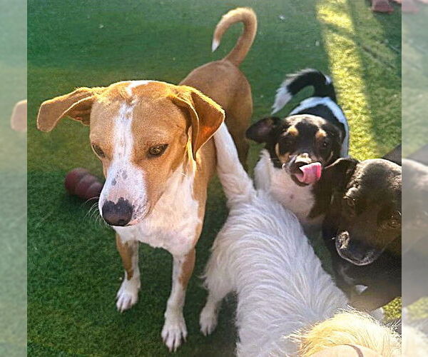 Medium Photo #3 Italian Greyhound-Unknown Mix Puppy For Sale in Fallbrook, CA, USA