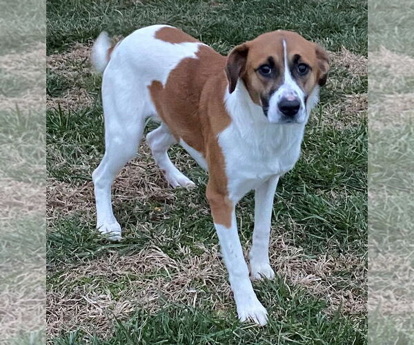 Medium Photo #3 Australian Shepherd-Beagle Mix Puppy For Sale in Sistersville, WV, USA