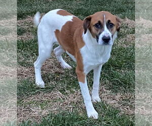 Piper - Female Australian Shepherd-Beagle Mix Dog for Adoption - Photo #3