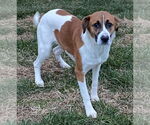 Small #2 Australian Shepherd-Beagle Mix