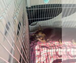 Small #2 German Shepherd Dog