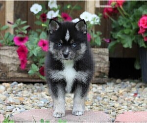 Pomsky-Poodle (Miniature) Mix Puppy for sale in FREDERICKSBG, OH, USA