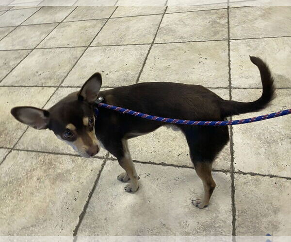 Medium Photo #3 Chipin Puppy For Sale in La Verne, CA, USA