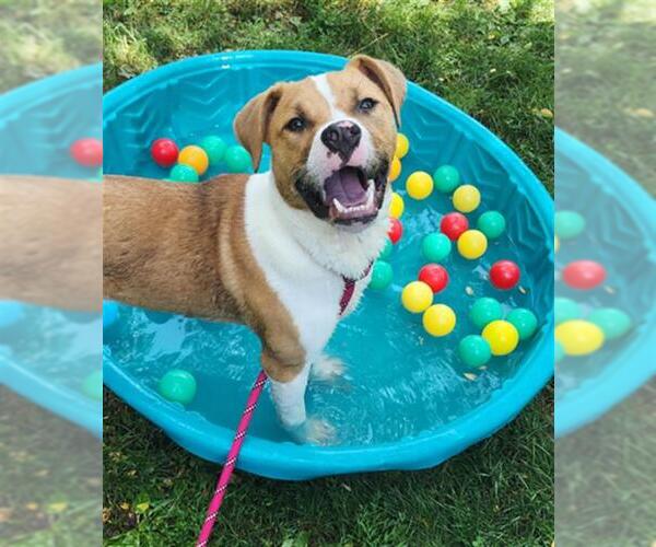 Medium Photo #2 Mutt Puppy For Sale in Peoria, IL, USA
