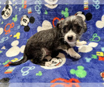 Small #6 Chinese Crested