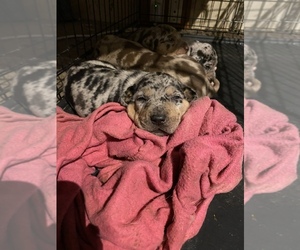 Catahoula Leopard Dog Dogs for adoption in ELTON, LA, USA