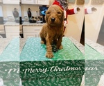 Small Photo #9 Goldendoodle Puppy For Sale in LEESBURG, GA, USA