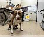 Small American Staffordshire Terrier Mix