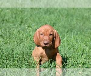 Vizsla Puppy for sale in SURGOINSVILLE, TN, USA