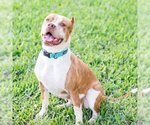 Small #5 American Pit Bull Terrier