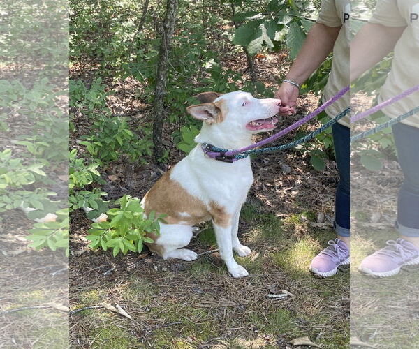 Medium Photo #10 Mutt Puppy For Sale in Chester, NJ, USA