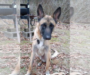 Mutt Dogs for adoption in Stevens Point, WI, USA