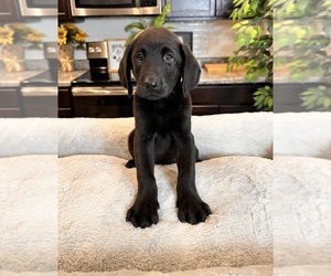 Labrador Retriever Puppy for sale in GREENWOOD, IN, USA