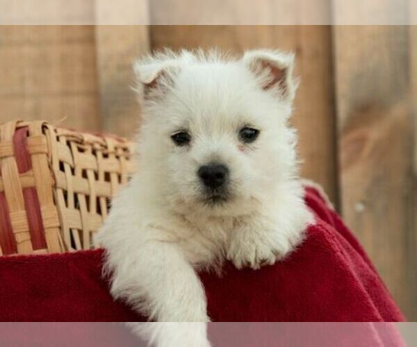 Medium Photo #3 West Highland White Terrier Puppy For Sale in ROMNEY, WV, USA