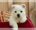 Small #2 West Highland White Terrier