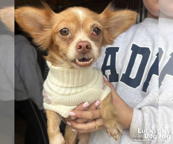 Medium Photo #3 Chihuahua-Unknown Mix Puppy For Sale in Washington, DC, USA