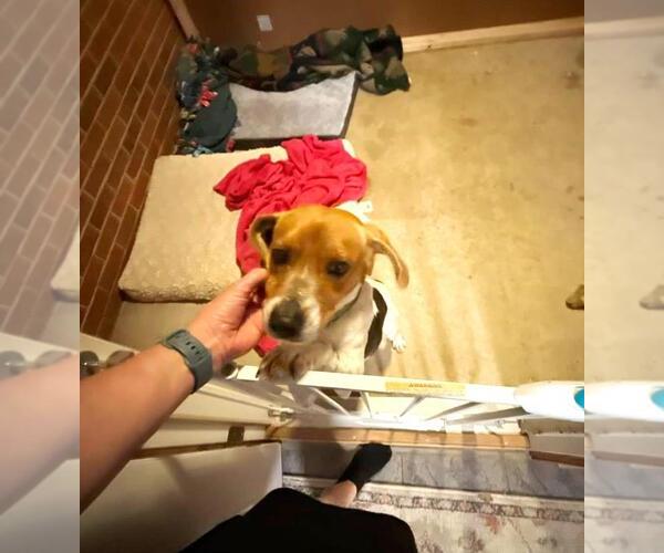 Medium Photo #4 Beagle Puppy For Sale in Rootstown, OH, USA