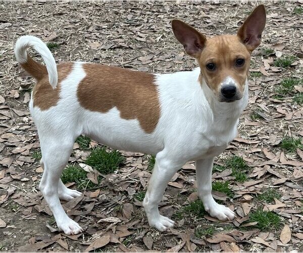 Medium Photo #2 Jack-Rat Terrier Puppy For Sale in Yardley, PA, USA