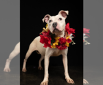 Small #1 American Bulldog-Pointer Mix