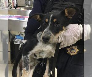 Mutt Dogs for adoption in Riverside, CA, USA