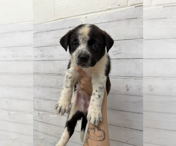 Medium Photo #1 Australian Shepherd-Unknown Mix Puppy For Sale in San Bernardino, CA, USA