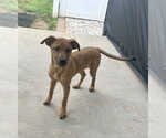 Small #9 Redbone Coonhound Mix
