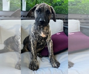 Presa Canario Puppy for sale in MIAMI, FL, USA