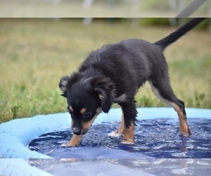 Miniature Australian Shepherd Puppy for sale in PALM COAST, FL, USA