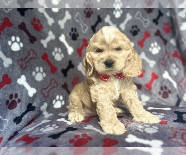 Medium Photo #1 Cocker Spaniel Puppy For Sale in LAKELAND, FL, USA