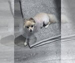 ANGEL - Female Pomeranian-Unknown Mix Dog for Adoption - Small photo