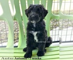 Puppy 5 Schnoodle (Giant)